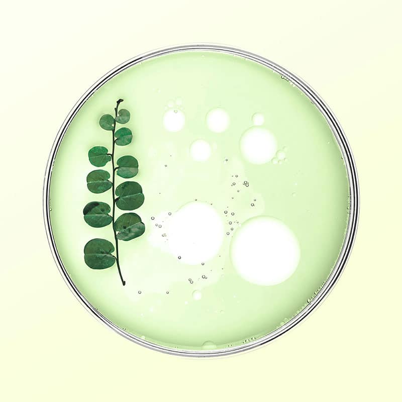 Botanical leaves suspended in a pale-green laboratory formulation, seen from above in a petri dish.