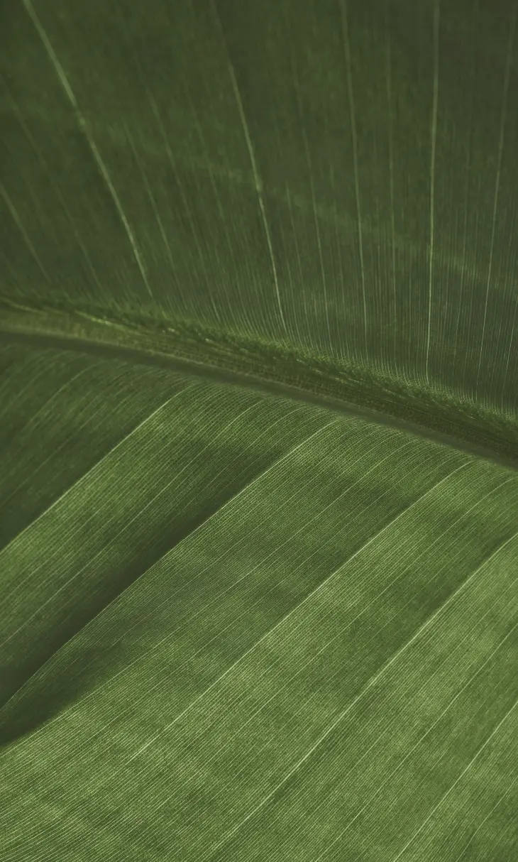 Macro of a deep-green leaf, veins running like follicles