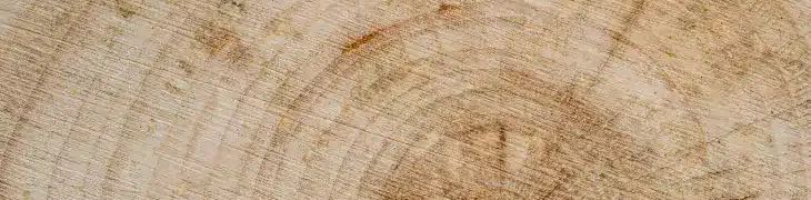 Growth rings of a tree in cross-section